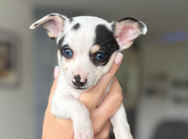 Chihuahua puppies