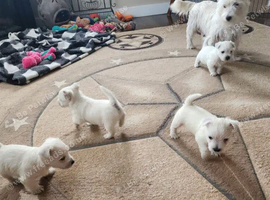 West Highland White Terrier Puppies
