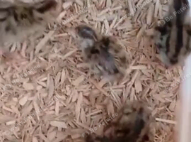 Day old coutornix quail chicks