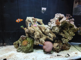 Marine fish tank for sale