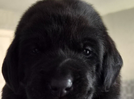 KC registered labrador Retrievers