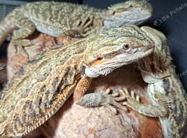 Baby beared dragons