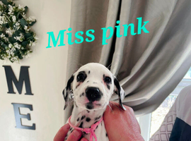 Gorgeous dalmatians ready now