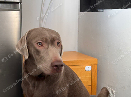 Labrador x Weimaraner