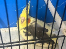 Cockatiel