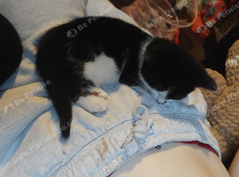 Bear needs a forever home