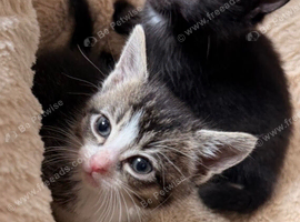 2 bonded male kittens
