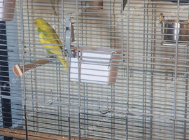 Budgies for sale