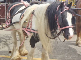13hh stunning cob mare 7 year old