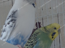 Budgies for sale