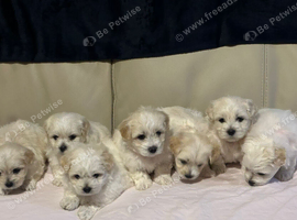 Maltese puppies