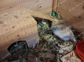 Nice pair of quail &pound;10