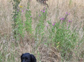 cocker spaniel