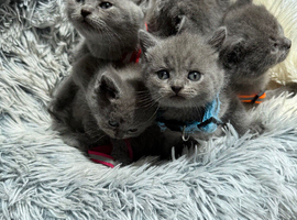 Adorable British Shorthair Blue Kittens &ndash; Ready for Loving Homes️