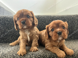 One Black and Tan boy available - cavaliers! Health tested