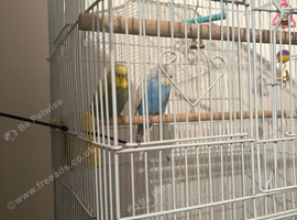 Lovely budgies for sale