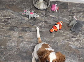 Jack Russell crossed with spaniel