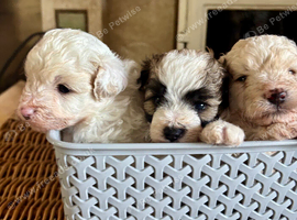 Pomapoo boy puppies
