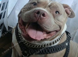 5 year old American Pocket Bully