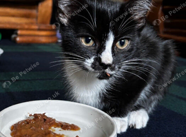 Girl kitten for sale