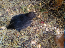 beautiful trio of black pekins