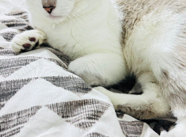 Beautiful Indoor Cat Looking for a Loving Forever Home
