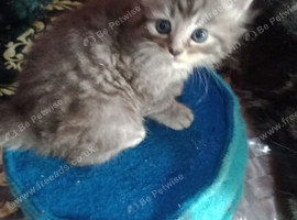 Maine Coon kittens. Mother is TICA registered.