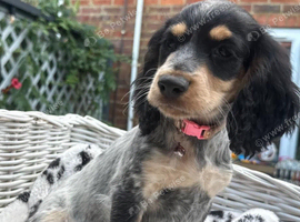 KC Registered Cocker Spaniels
