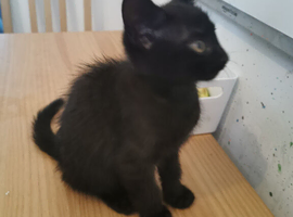 Black kitten last of litter ready now