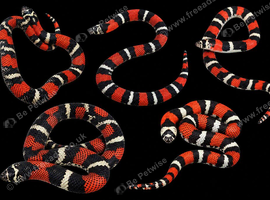 Tri Colour Hognose Snakes