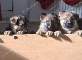 Ready 2 go.! Pure breed German Shepherd pups