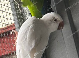 PROVEN BREEDING PAIR OF QUAKERS
