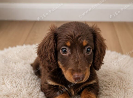 Reduced last boy