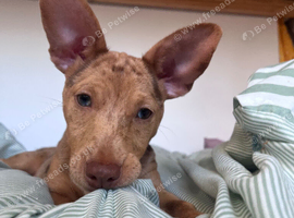 11 month old mearle Jack Russell x patterdale Female