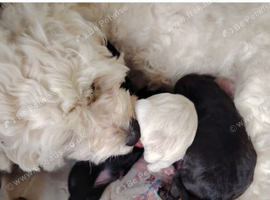 Bichon Cockachon pupies