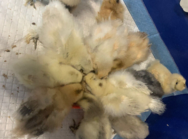 Silkie chicks