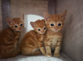 Gorgeous ginger male kittens