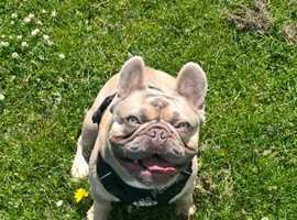 French Bulldog Stud