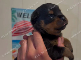 4 beautiful pups