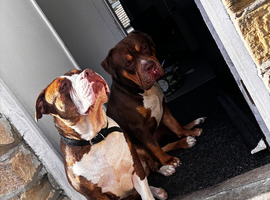 Three dogs for rehoming