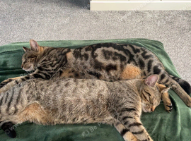 Two lovely brothers needing a new home