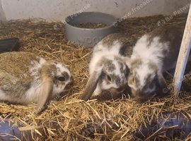 Lovely lops