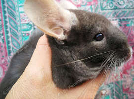 CHINCHILLA BABY 3 MONTHS OLD FOR SALE NOW FELTHAM TW13, MIDDLESEX