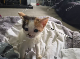 Mixed bread kittens