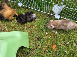 Baby guinea pigs for sale