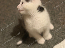 WHITE AND BLACK & BLACK AND WHITE kittens for sale