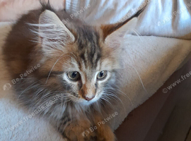 XXL Maine Coon Kittens.
