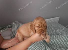 Cocker spaniel pups