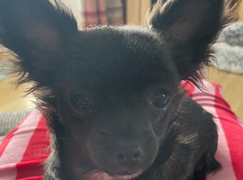7 month old female