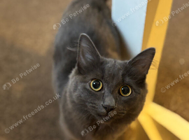 Ragdol x russian blue kitten male vaccinated